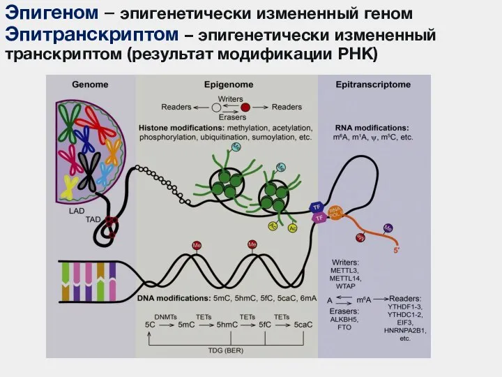 Эпигеном – эпигенетически измененный геном Эпитранскриптом – эпигенетически измененный транскриптом (результат модификации РНК)