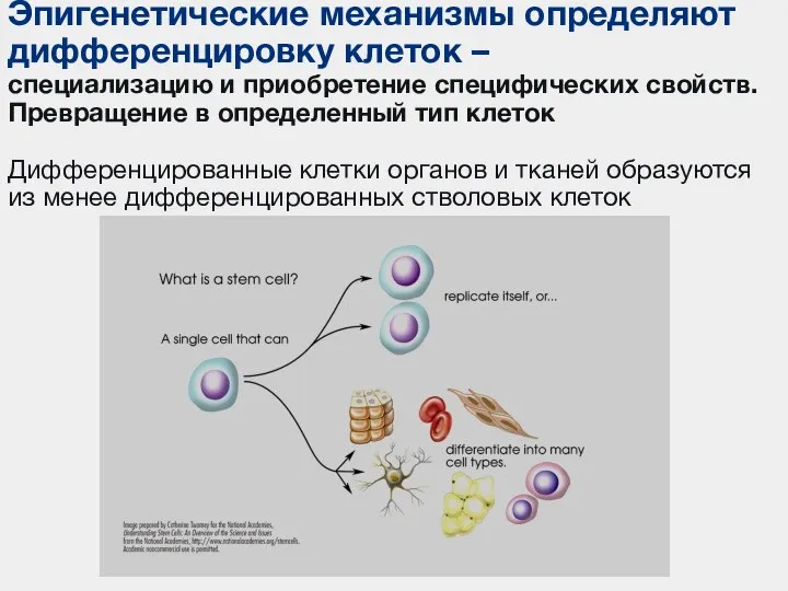 Эпигенетические механизмы определяют дифференцировку клеток – специализацию и приобретение специфических свойств. Превращение