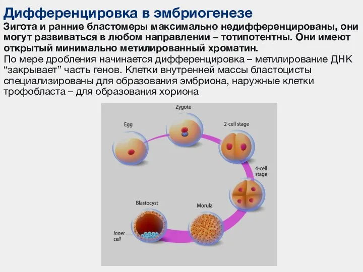 Дифференцировка в эмбриогенезе Зигота и ранние бластомеры максимально недифференцированы, они могут развиваться