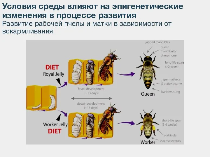 Условия среды влияют на эпигенетические изменения в процессе развития Развитие рабочей пчелы