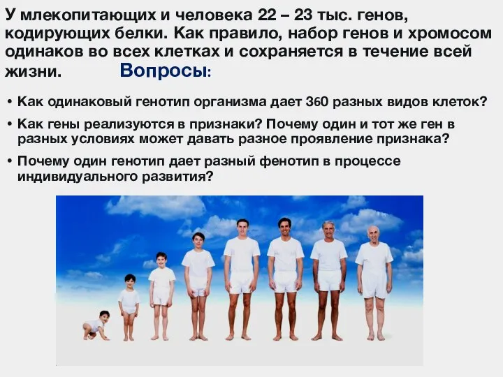 У млекопитающих и человека 22 – 23 тыс. генов, кодирующих белки. Как