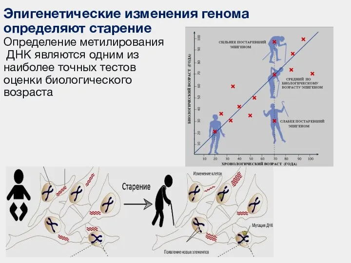 Эпигенетические изменения генома определяют старение Определение метилирования ДНК являются одним из наиболее