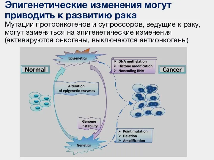 Эпигенетические изменения могут приводить к развитию рака Мутации протоонкогенов и супроссоров, ведущие