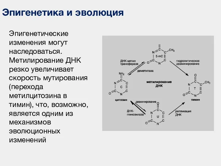 Эпигенетика и эволюция Эпигенетические изменения могут наследоваться. Метилирование ДНК резко увеличивает скорость