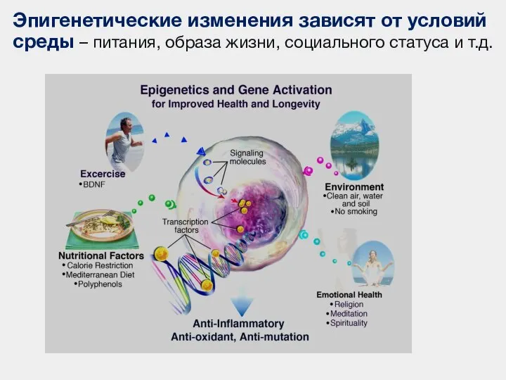 Эпигенетические изменения зависят от условий среды – питания, образа жизни, социального статуса и т.д.