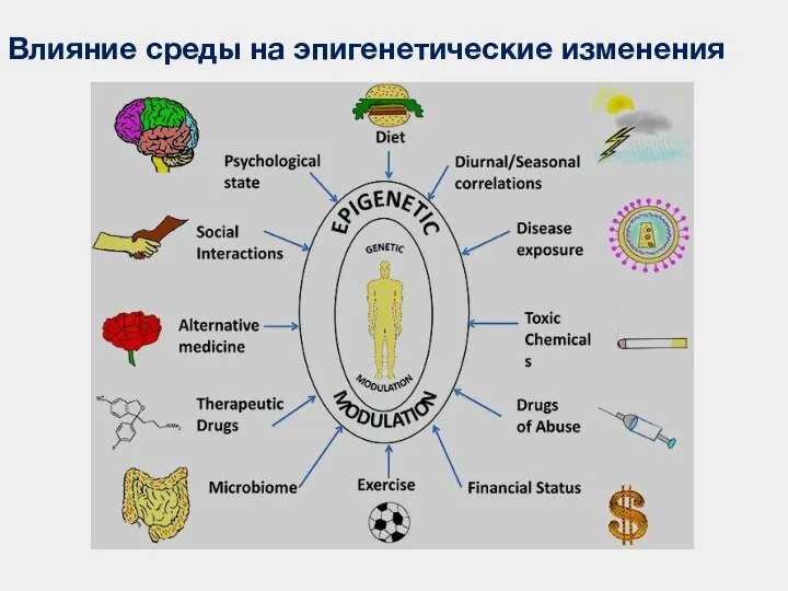 Влияние среды на эпигенетические изменения