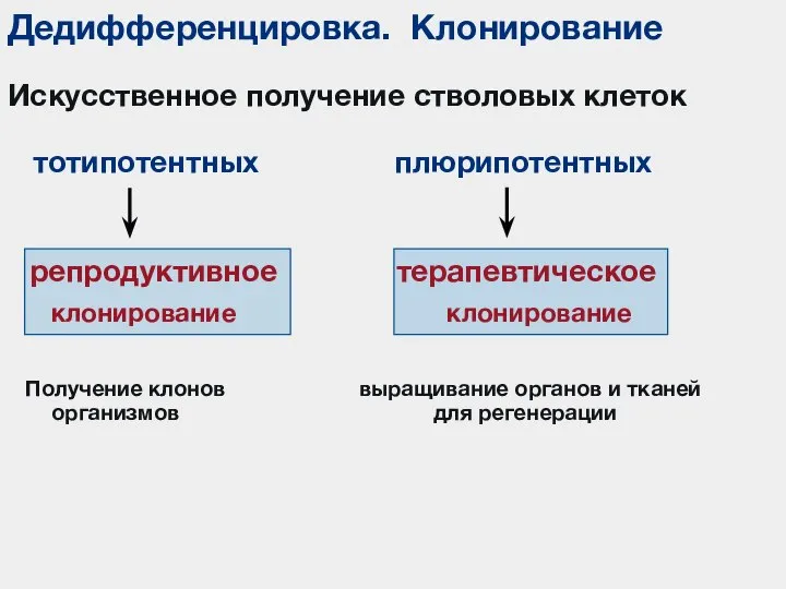 Дедифференцировка. Клонирование Искусственное получение стволовых клеток тотипотентных плюрипотентных репродуктивное терапевтическое клонирование клонирование