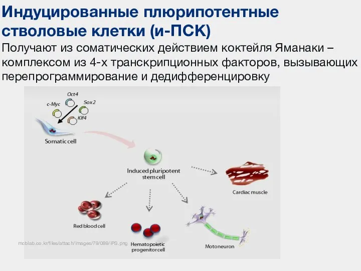 Индуцированные плюрипотентные стволовые клетки (и-ПСК) Получают из соматических действием коктейля Яманаки –