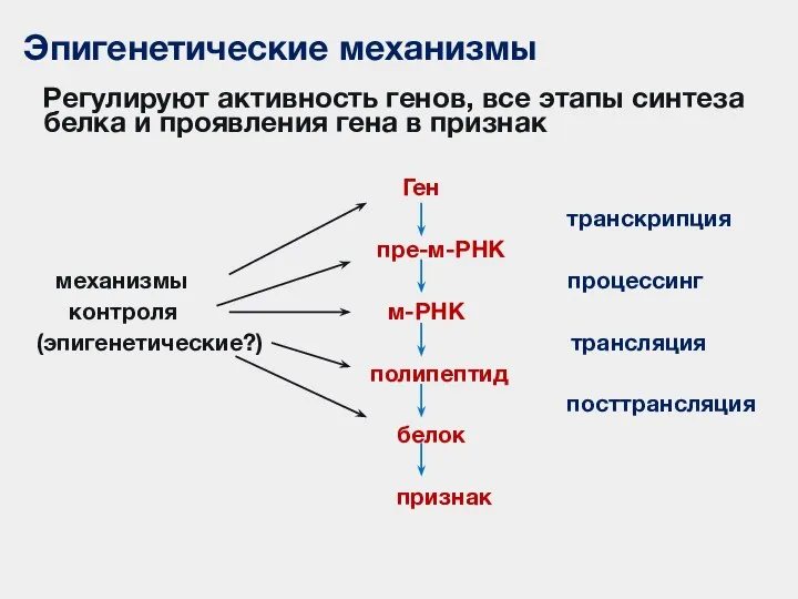 Эпигенетические механизмы Регулируют активность генов, все этапы синтеза белка и проявления гена