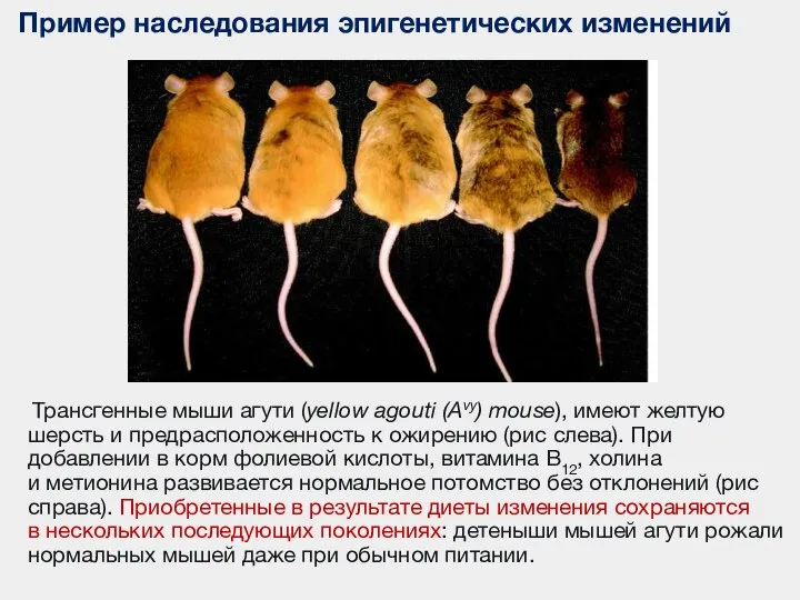 Пример наследования эпигенетических изменений Трансгенные мыши агути (yellow agouti (Avy) mouse), имеют