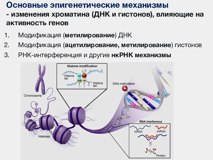 Основные эпигенетические механизмы - изменения хроматина (ДНК и гистонов), влияющие на активность