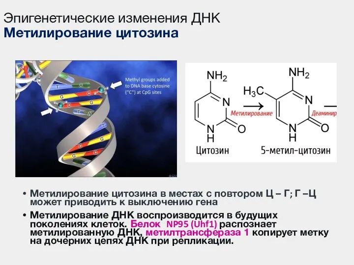 Эпигенетические изменения ДНК Метилирование цитозина Метилирование цитозина в местах с повтором Ц