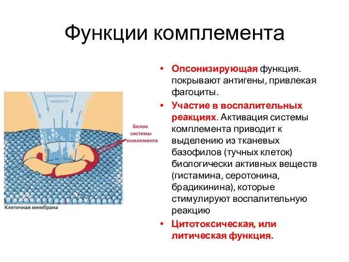 Функции комплемента Опсонизирующая функция. покрывают антигены, привлекая фагоциты. Участие в воспалительных реакциях.