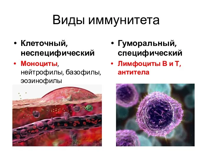 Виды иммунитета Клеточный, неспецифический Моноциты, нейтрофилы, базофилы, эозинофилы Гуморальный, специфический Лимфоциты В и Т, антитела