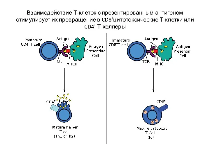 Взаимодействие Т-клеток с презентированным антигеном стимулирует их превращение в CD8+цитотоксические Т-клетки или CD4+ Т-хелперы