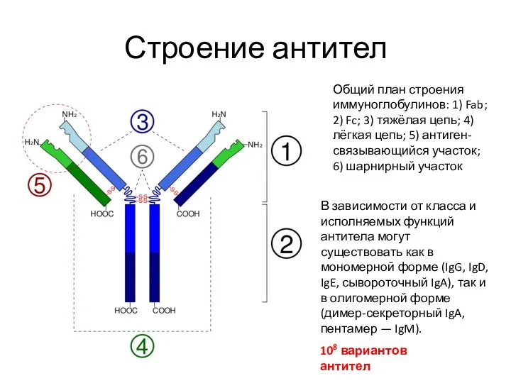 Строение антител Общий план строения иммуноглобулинов: 1) Fab; 2) Fc; 3) тяжёлая