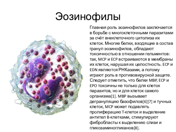 Эозинофилы Главная роль эозинофилов заключается в борьбе с многоклеточными паразитами за счёт