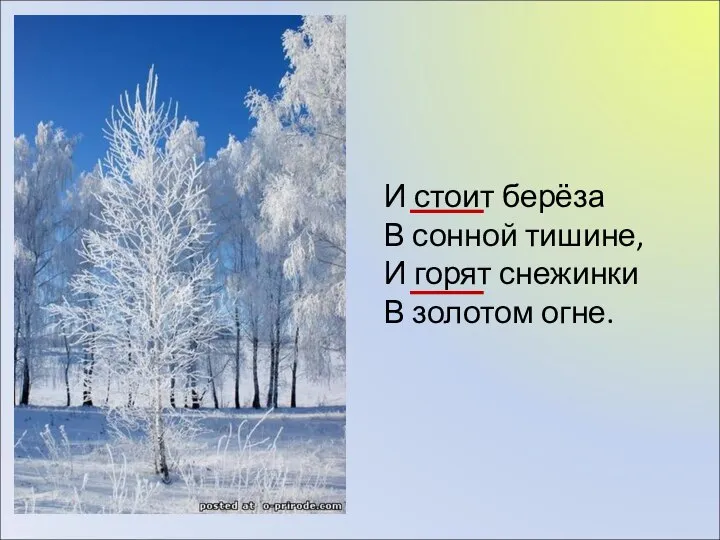 И стоит берёза В сонной тишине, И горят снежинки В золотом огне.