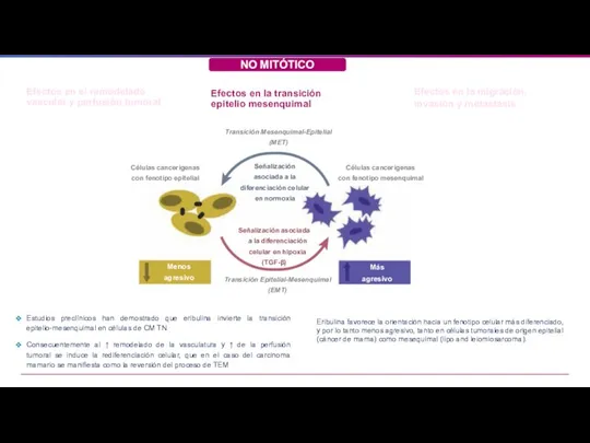 Efectos en el remodelado vascular y perfusión tumoral Efectos en la transición