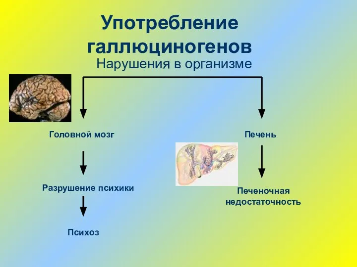 Употребление галлюциногенов Головной мозг Психоз Печень Печеночная недостаточность Разрушение психики Нарушения в организме