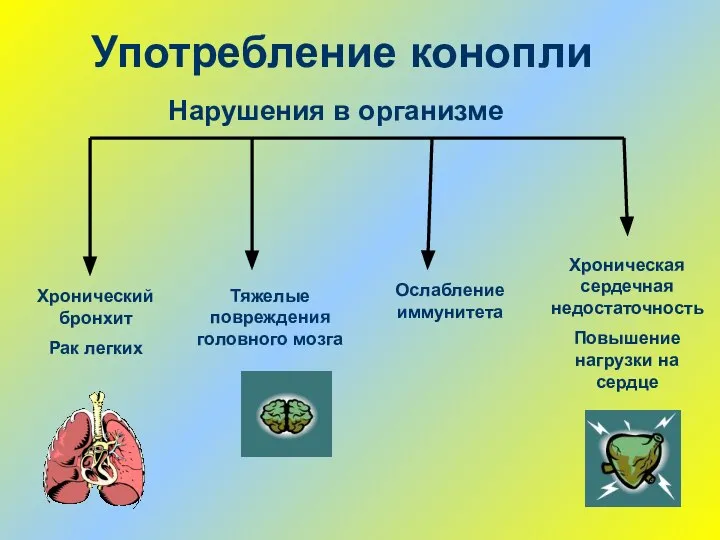 Употребление конопли Хронический бронхит Рак легких Нарушения в организме Хроническая сердечная недостаточность