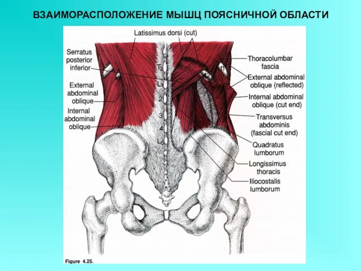 ВЗАИМОРАСПОЛОЖЕНИЕ МЫШЦ ПОЯСНИЧНОЙ ОБЛАСТИ