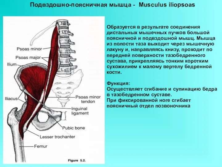 Подвздошно-поясничная мышца - Musculus iliopsoas Образуется в результате соединения дистальных мышечных пучков