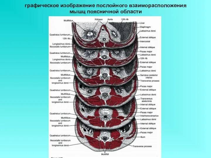 графическое изображение послойного взаиморасположения мышц поясничной области
