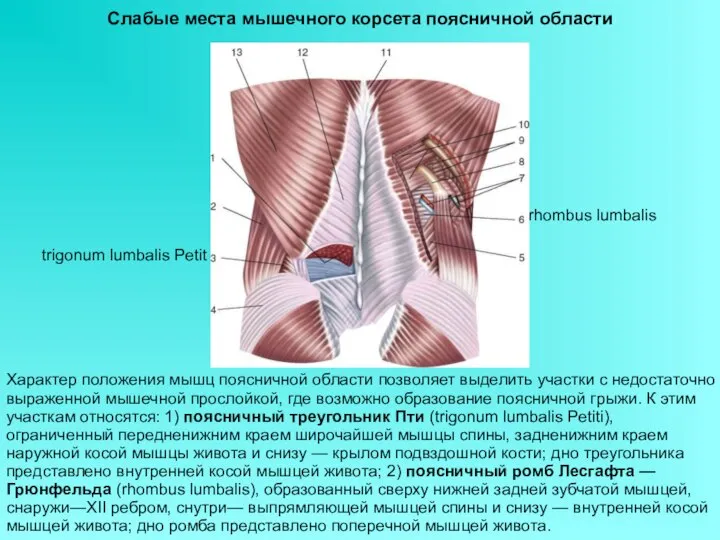 Слабые места мышечного корсета поясничной области Характер положения мышц поясничной области позволяет