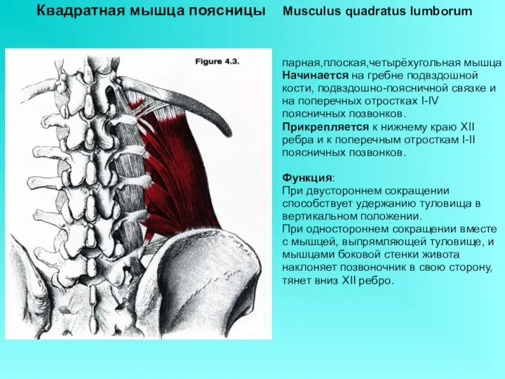 Квадратная мышца поясницы Musculus quadratus lumborum парная,плоская,четырёхугольная мышца Начинается на гребне подвздошной