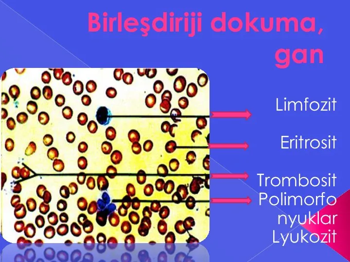 Birleşdiriji dokuma, gan Limfozit Eritrosit Trombosit Polimorfo nyuklar Lyukozit