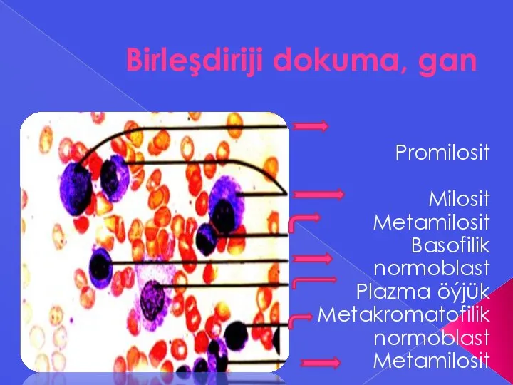 Birleşdiriji dokuma, gan Promilosit Milosit Metamilosit Basofilik normoblast Plazma öýjük Metakromatofilik normoblast Metamilosit