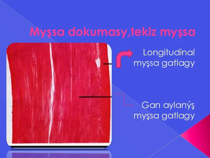 Myşsa dokumasy,tekiz myşsa Longitudinal myşsa gatlagy Gan aylanýş myşsa gatlagy