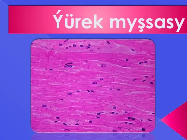 Ýürek myşsasy