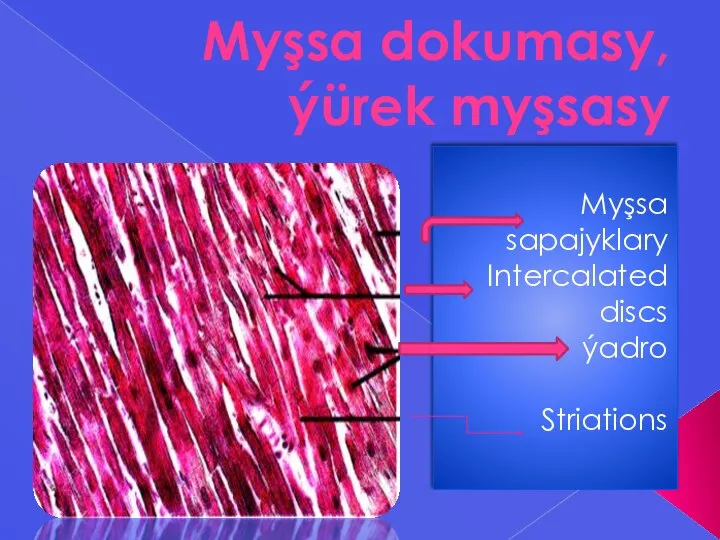 Myşsa dokumasy, ýürek myşsasy Myşsa sapajyklary Intercalated discs ýadro Striations