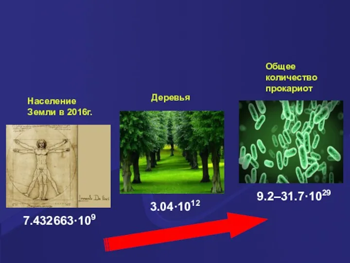 Общее количество прокариот 9.2–31.7·1029 7.432663·109 Население Земли в 2016г. 3.04·1012 Деревья