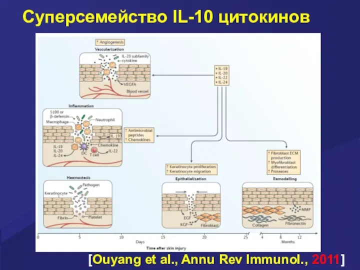 Суперсемейство IL-10 цитокинов [Ouyang et al., Annu Rev Immunol., 2011]