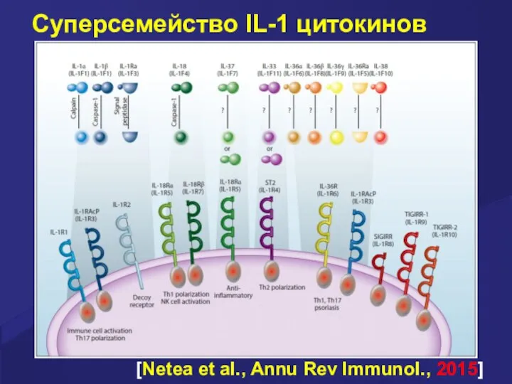 Суперсемейство IL-1 цитокинов [Netea et al., Annu Rev Immunol., 2015]