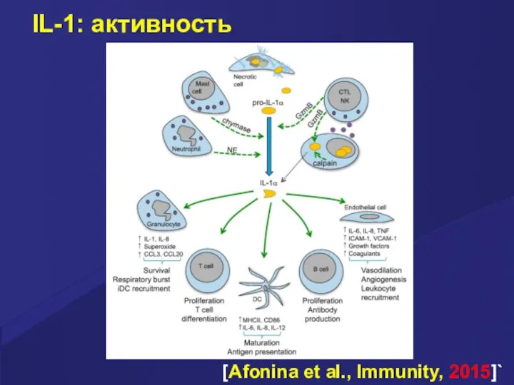 IL-1: активность [Afonina et al., Immunity, 2015]`