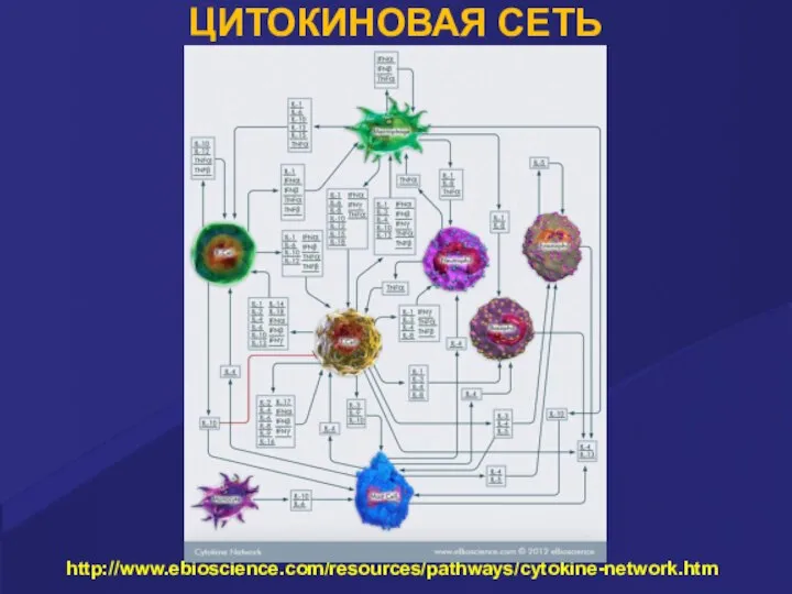 ЦИТОКИНОВАЯ СЕТЬ http://www.ebioscience.com/resources/pathways/cytokine-network.htm