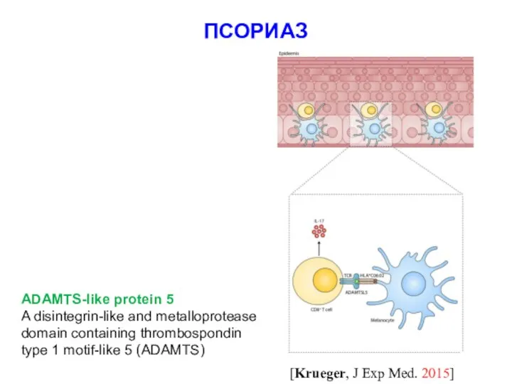 ПСОРИАЗ [Krueger, J Exp Med. 2015] ADAMTS-like protein 5 A disintegrin-like and