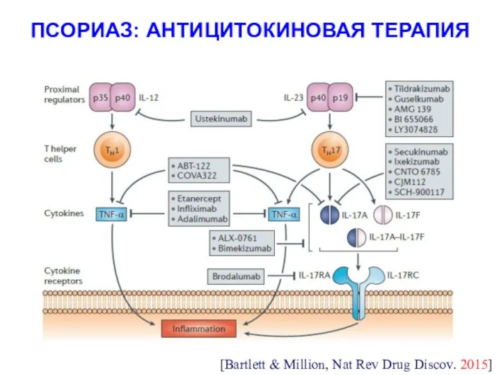 ПСОРИАЗ: АНТИЦИТОКИНОВАЯ ТЕРАПИЯ [Bartlett & Million, Nat Rev Drug Discov. 2015]