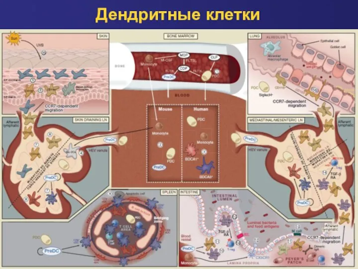 Дендритные клетки