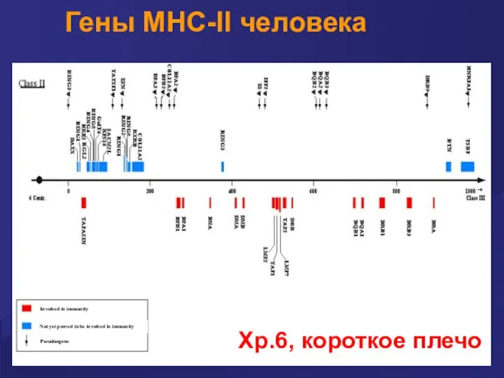 Гены MHC-II человека Хр.6, короткое плечо