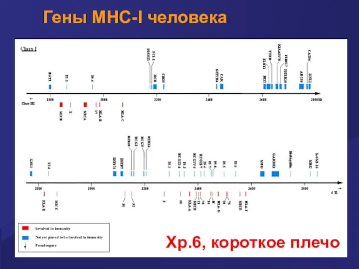 Гены MHC-I человека Хр.6, короткое плечо