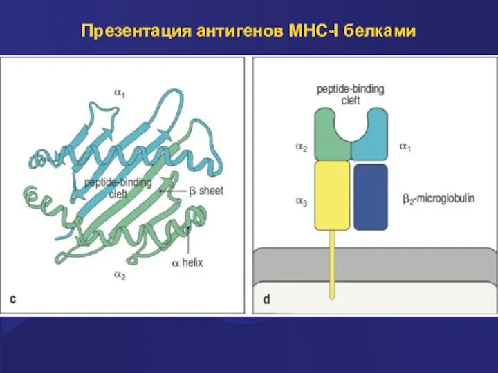 Презентация антигенов MHC-I белками