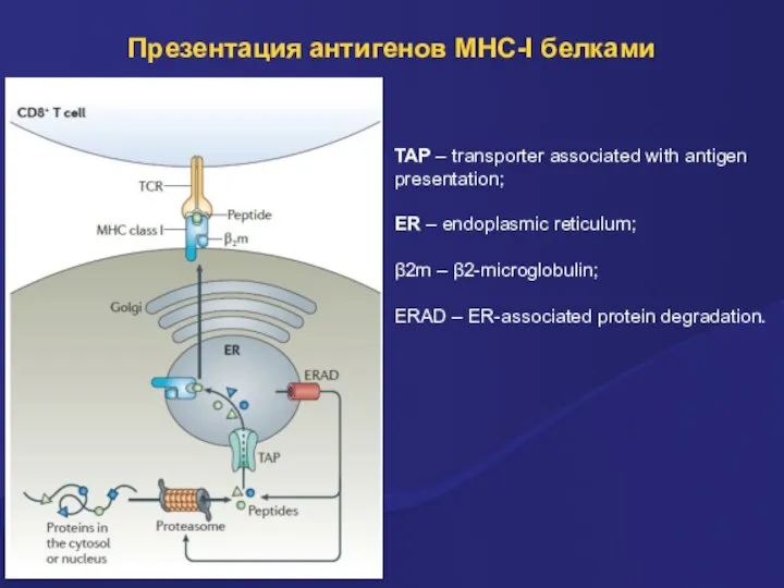 Презентация антигенов MHC-I белками TAP – transporter associated with antigen presentation; ER