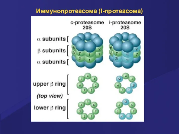 Иммунопротеасома (I-протеасома)