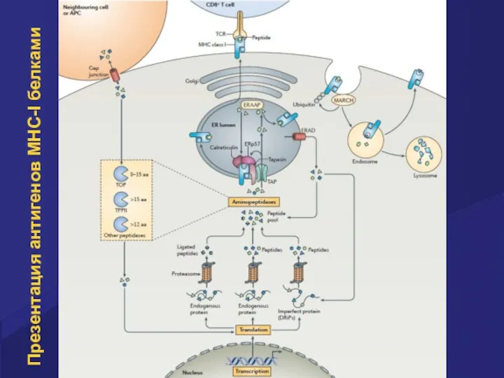 Презентация антигенов MHC-I белками