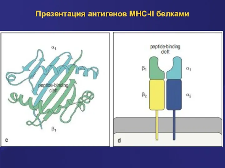 Презентация антигенов MHC-II белками